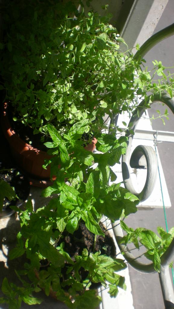 Origano e menta giugno 2012