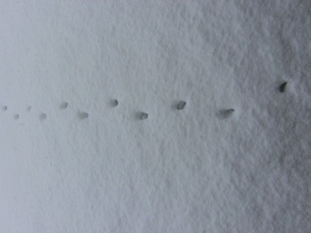 Orme di gatto nella neve (2012)