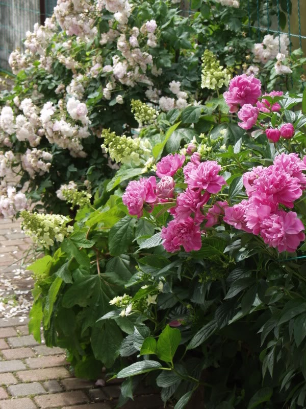 Ortensie E Peonie