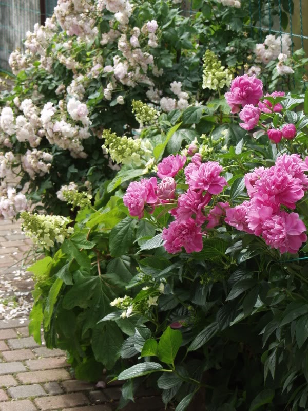 Ortensie E Peonie