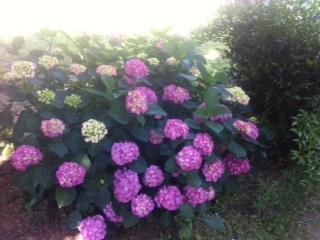 Ortensie Fioritura 2015