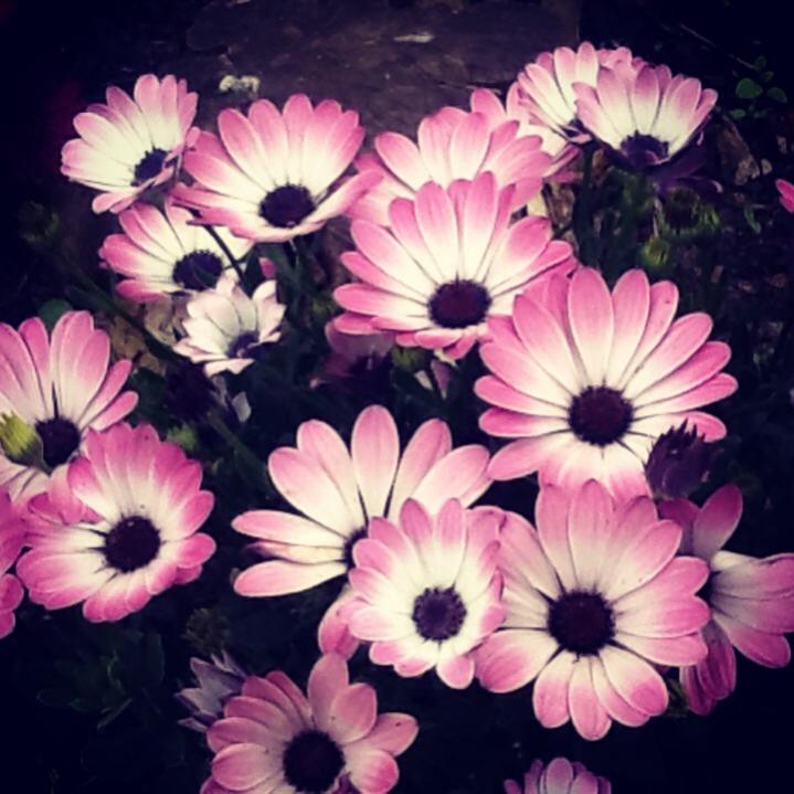 Osteospermum jucundum