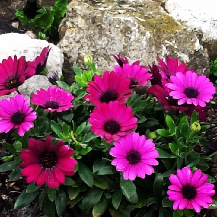 Osteospermum jucundum