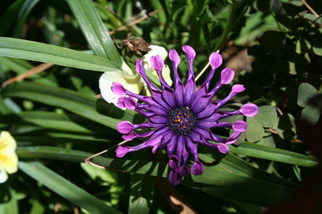 Osteospermum whirligig