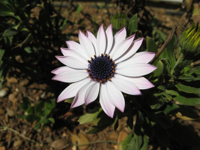 osteospermum.