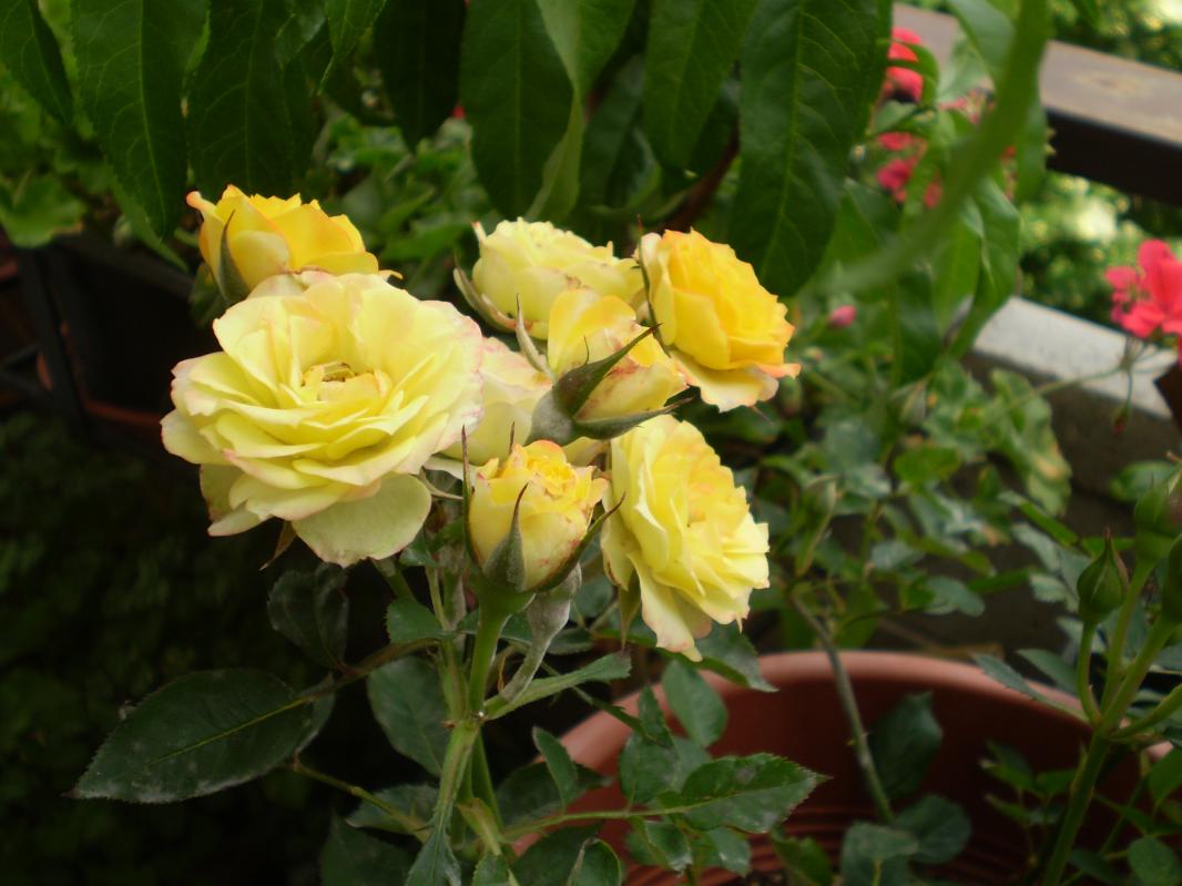 Ottetto di rose in miniatura