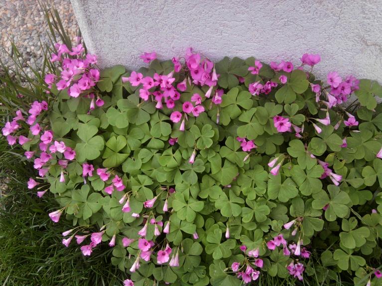 OXALIS.