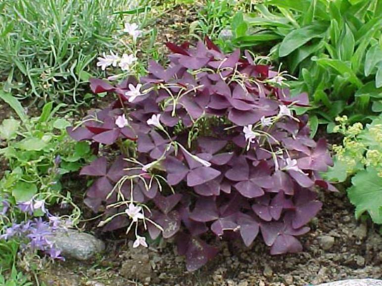 oxalis