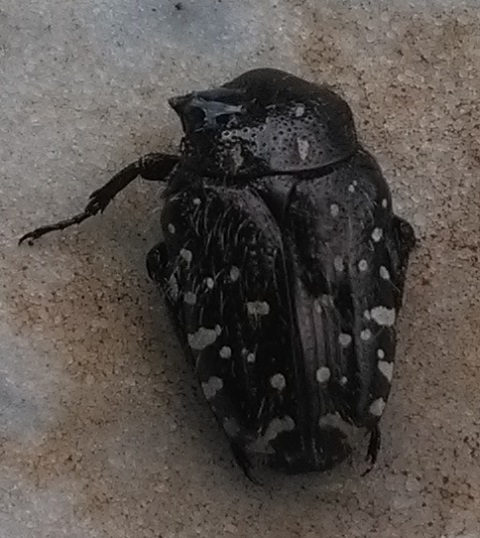 Oxythyrea funesta (Cetoniella) su Rosa 23/5/2018