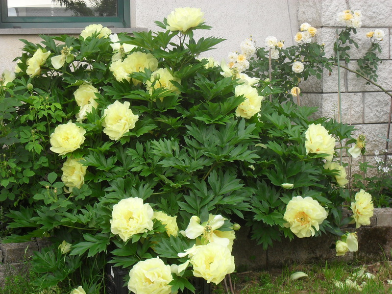 P. Bartzella