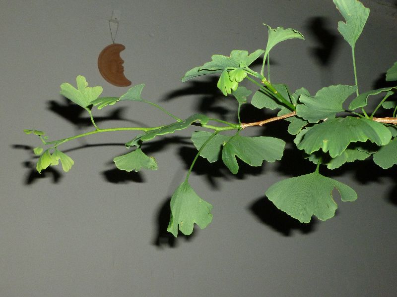 P1000059

La gingko biloba