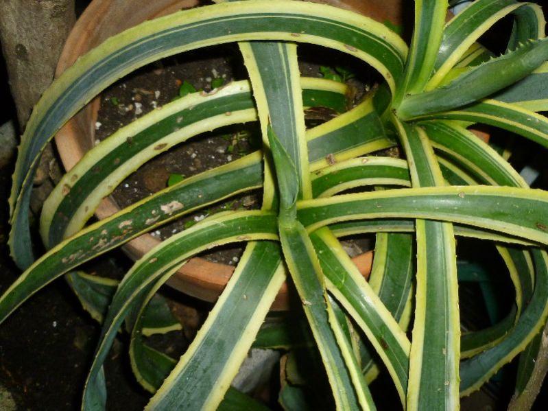 P1000064

Un'agave arrivata dalle Marche