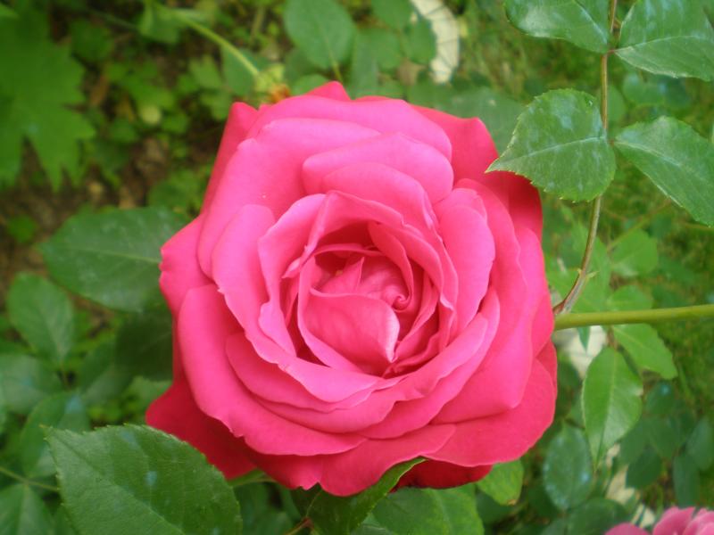P5015176