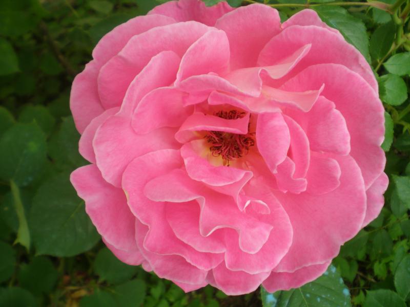 P5015179