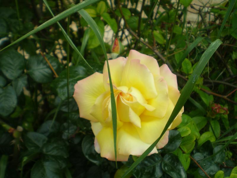 P5015182