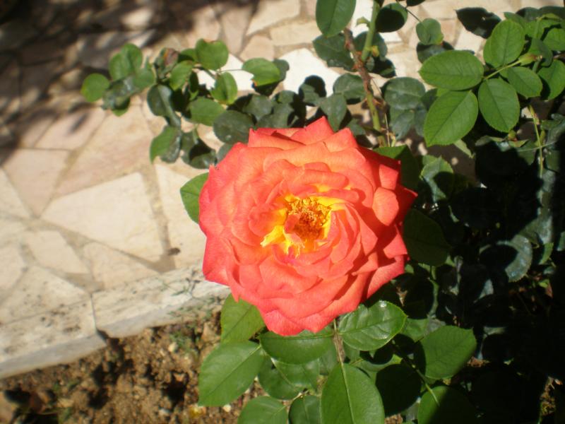 P9095477