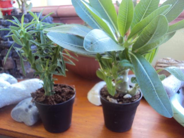 pachipodium horombense?