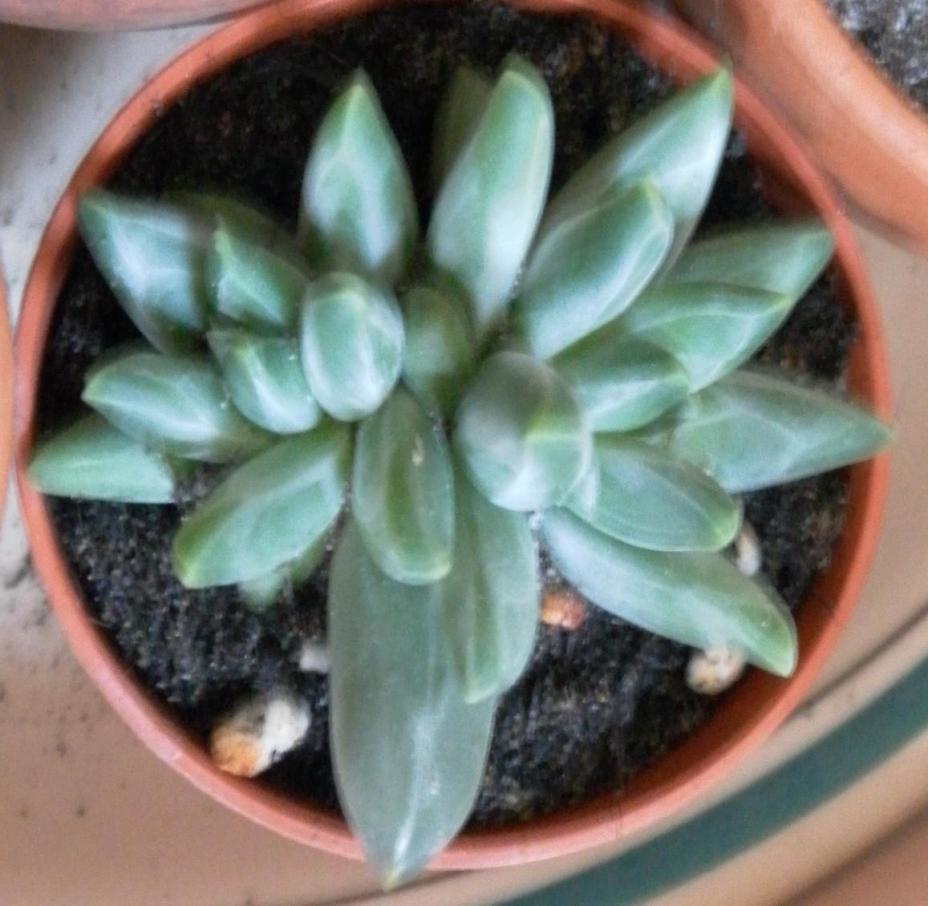 pachyphytum compactum rose f.cristata