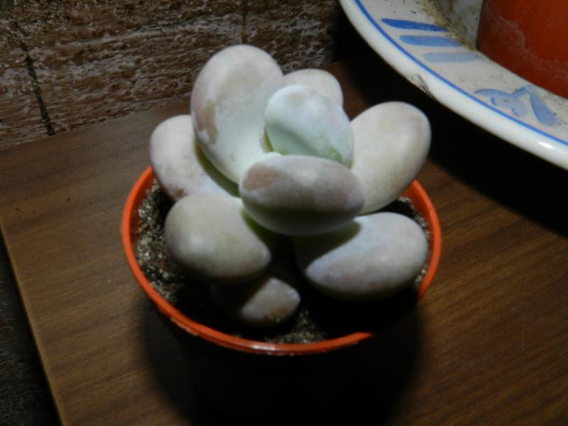 Pachyphytum oviferum