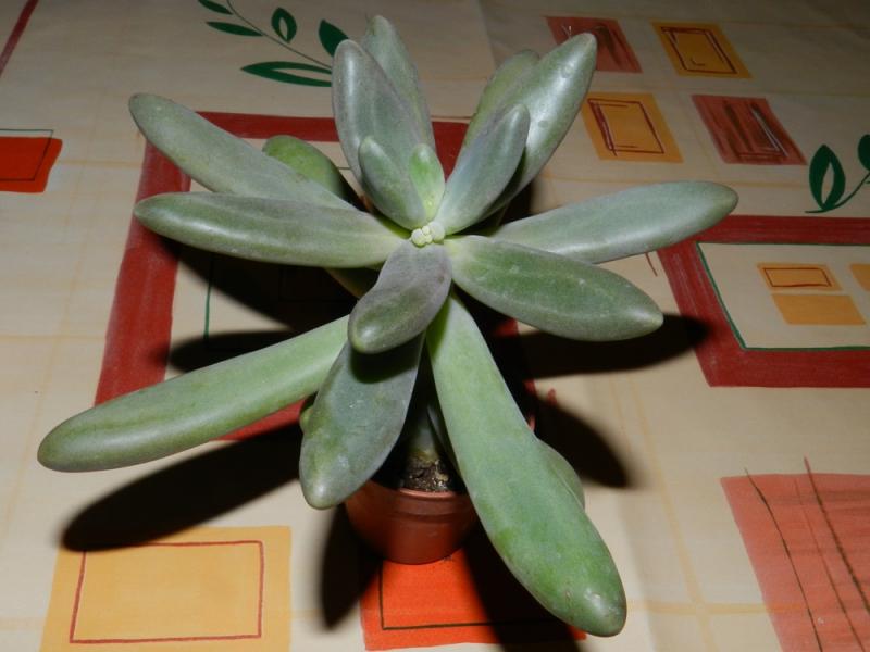 Pachyphytum