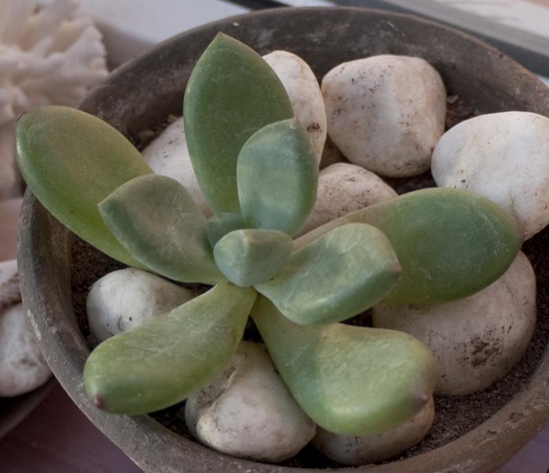 Pachyphytum