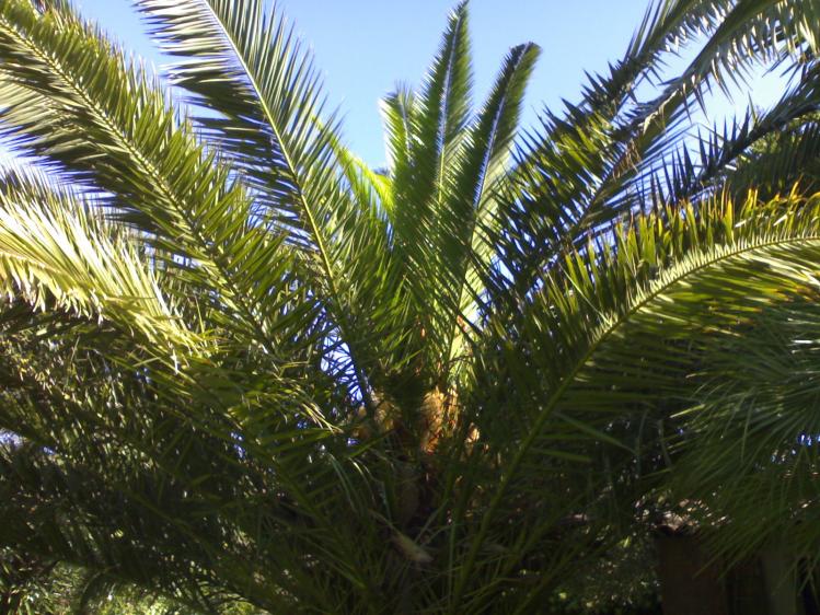 palma dovè è stata eseguito un lavoro di pulizia dalle larve.. si vede il centro abbastanza rigoglioso..