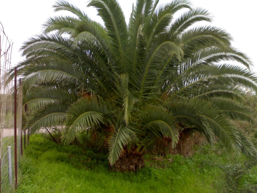 palma sotto protezione chimica