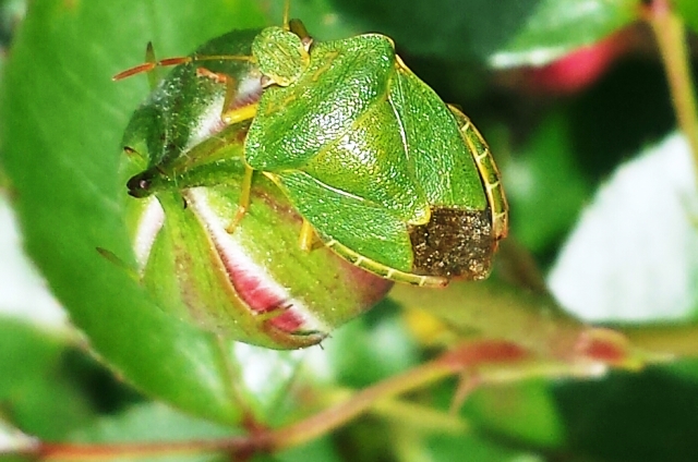 Palomena Prasina (da confermare)