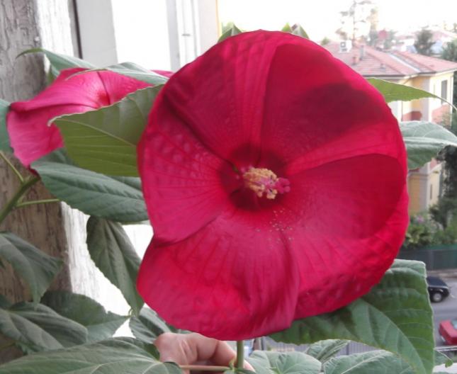 Palustris1