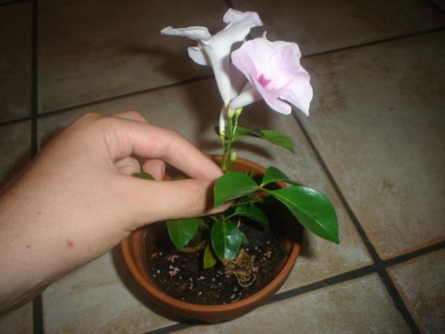 Pandorea Jasminoides