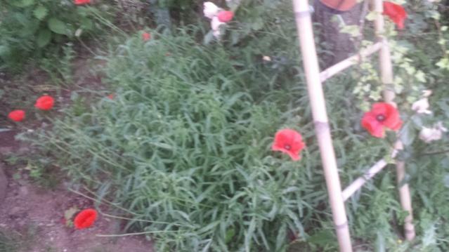 Papaver rhoeas: pianta buona e bella, finirà in padella