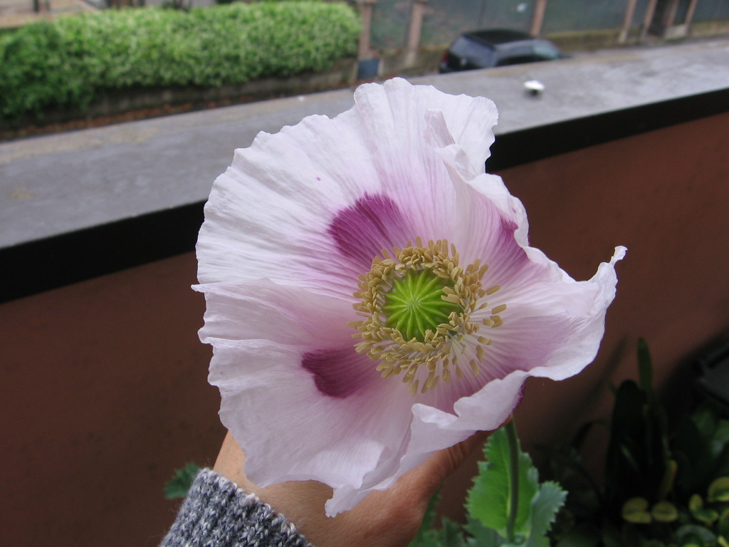 Papavero 001