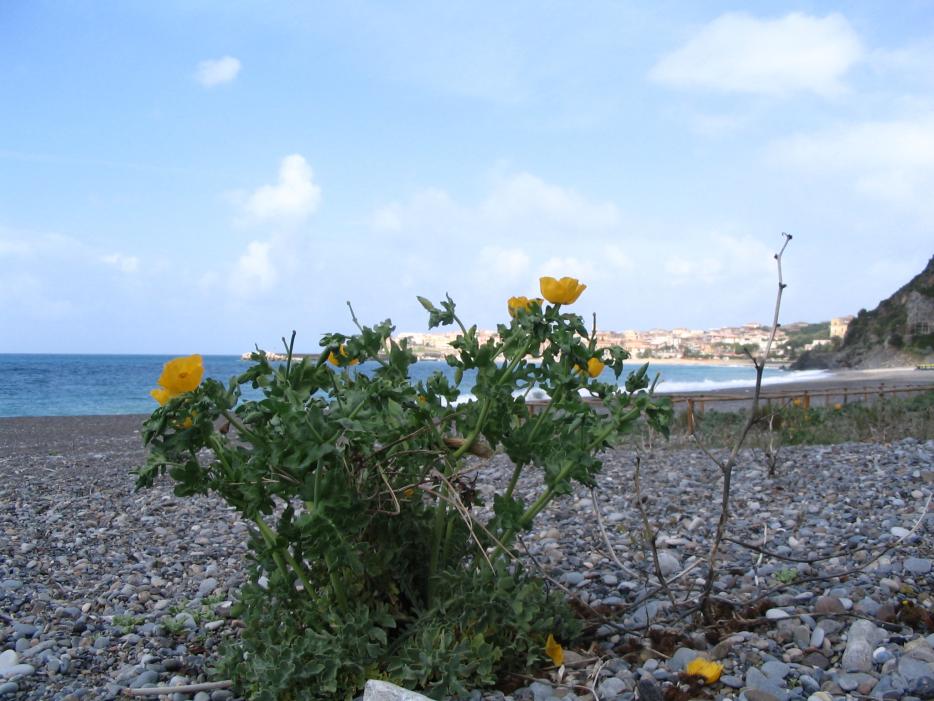 Papavero cornuto - Flora dunale - Marina di Camerota (SA)