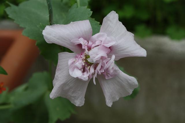 papavero doppio rosa wilma eredità