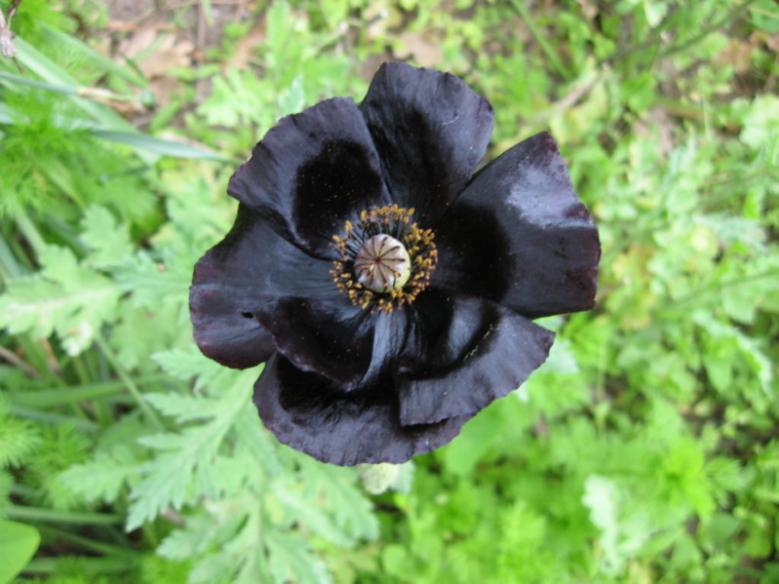 papavero nero1