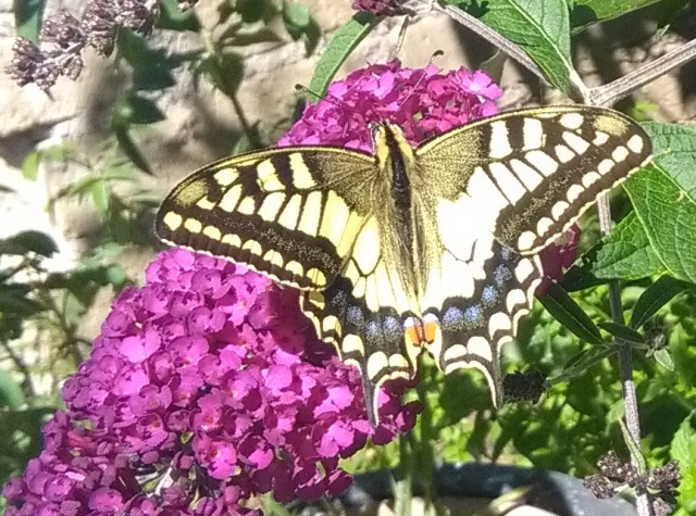 Papilio machaon (Macaone) - Famiglia Papilionidae Sottofamiglia: Papilioninae