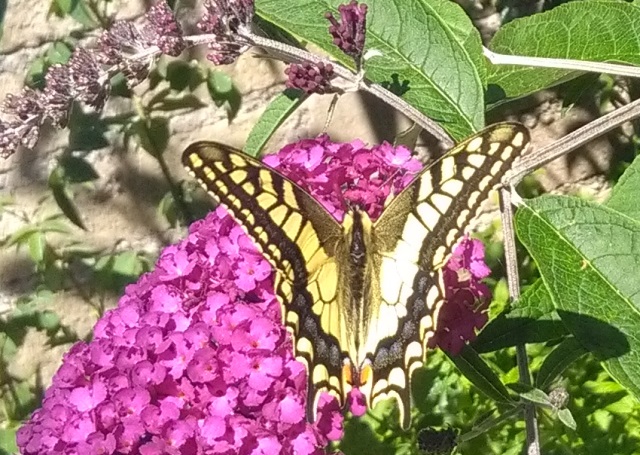 Papilio machaon (Macaone)