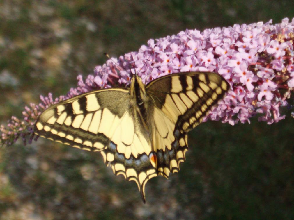 papilio machaon