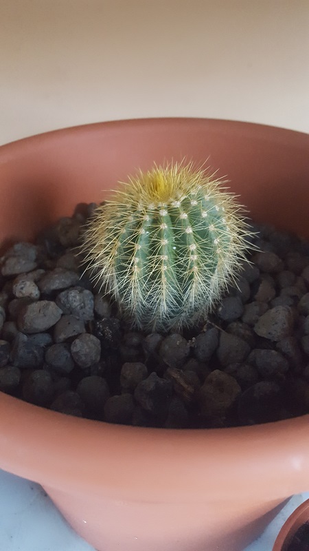 Parodia Alacriportana Ssp. Buenekeri