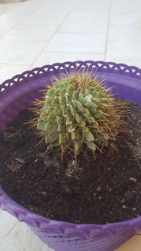 Parodia Buiningii