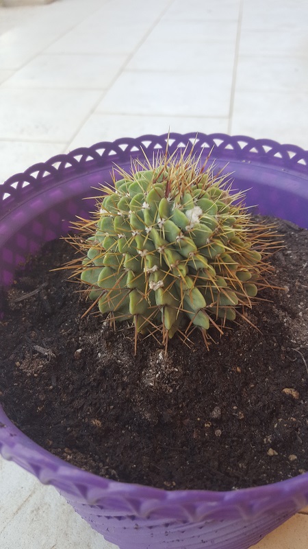 Parodia Buiningii