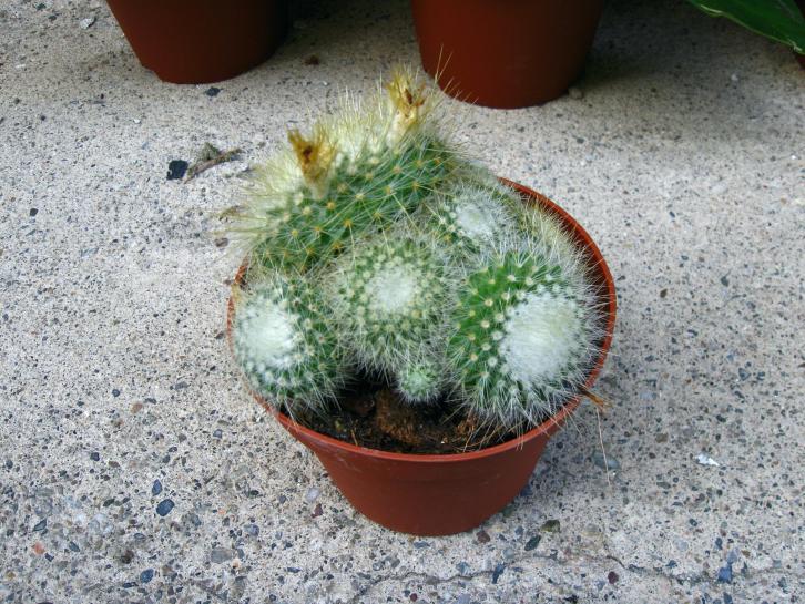 Parodia chrysacan&#