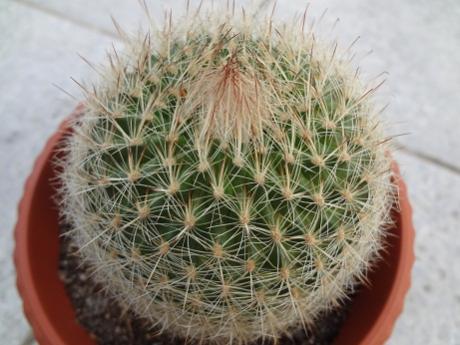 parodia concinna