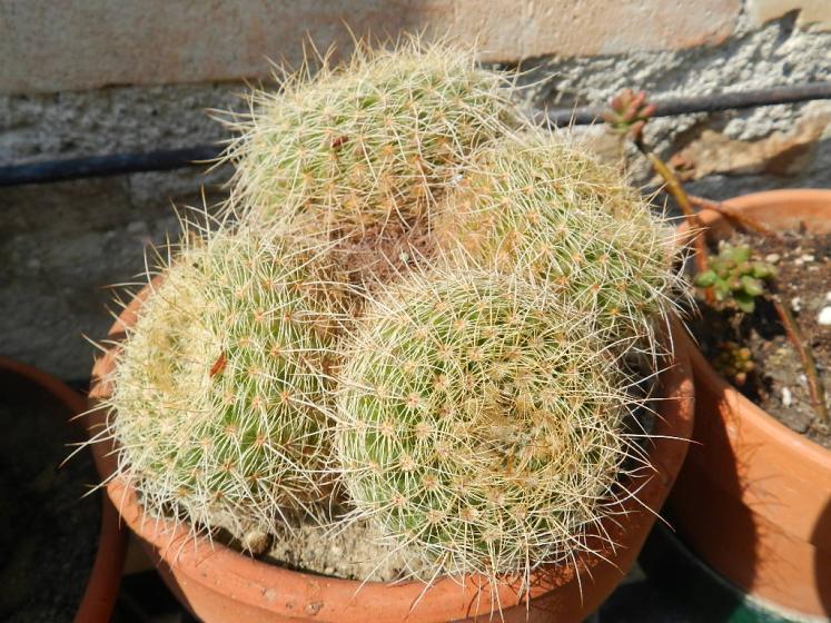 Parodia concinna