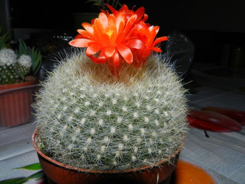 Parodia haselbergii