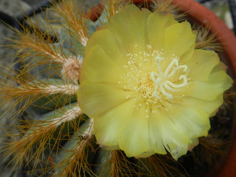 Parodia magnifica