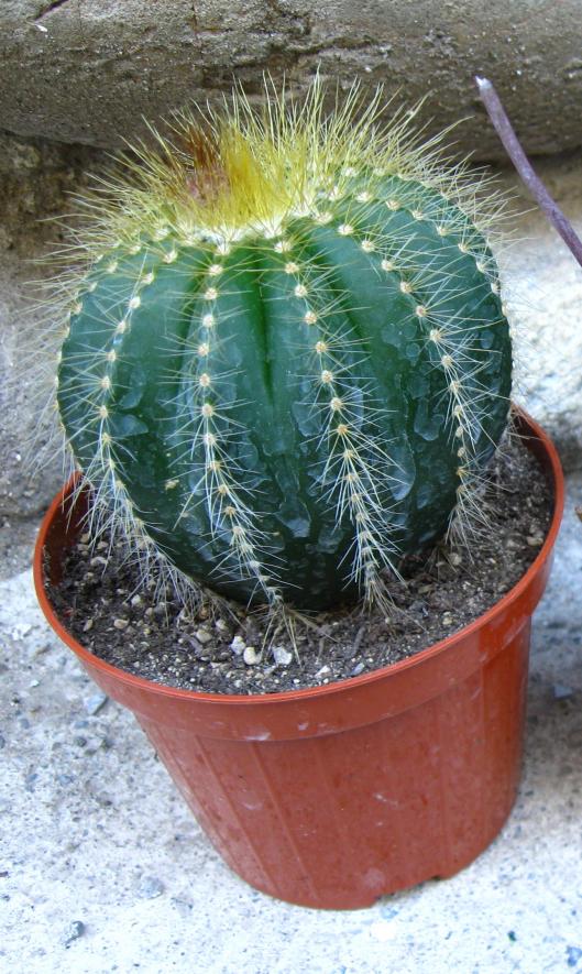 parodia magnifica