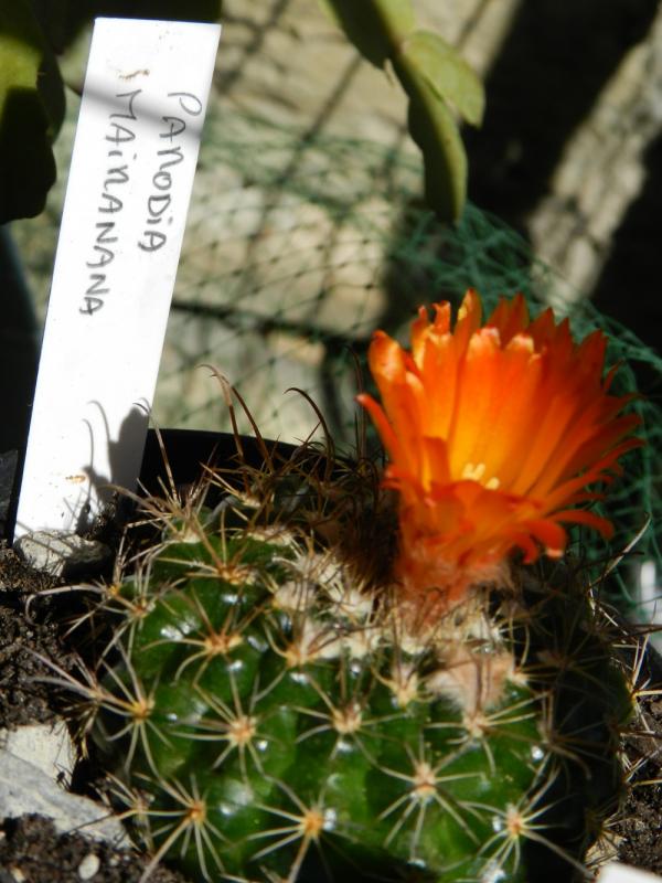 Parodia mairanana