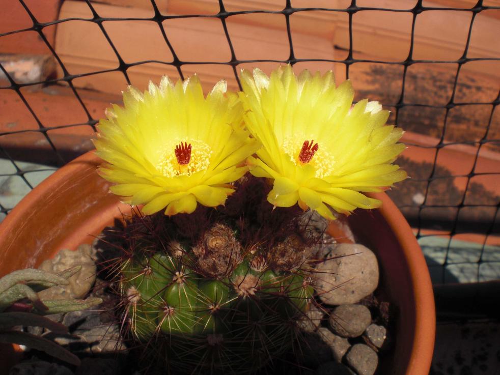 Parodia ottonis