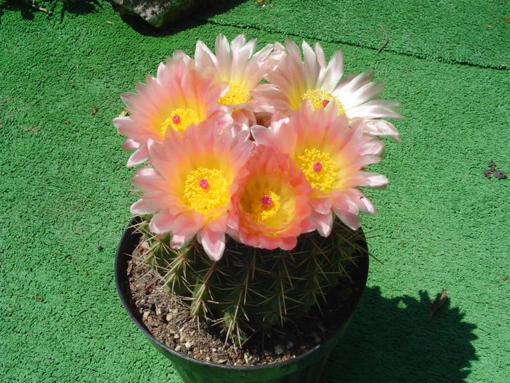 parodia roseolutea
